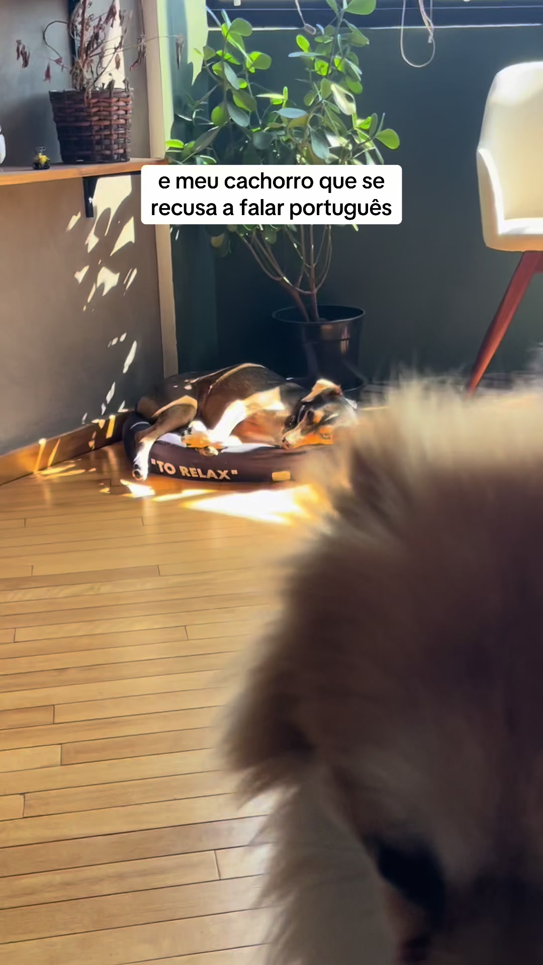 @2DOGSEMEIO