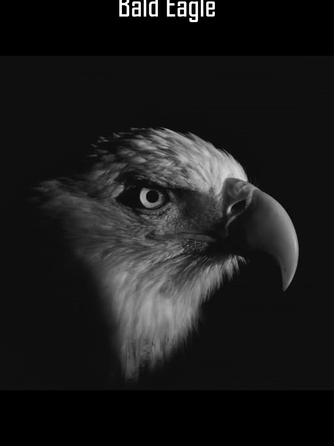 @Eagle Lover 143