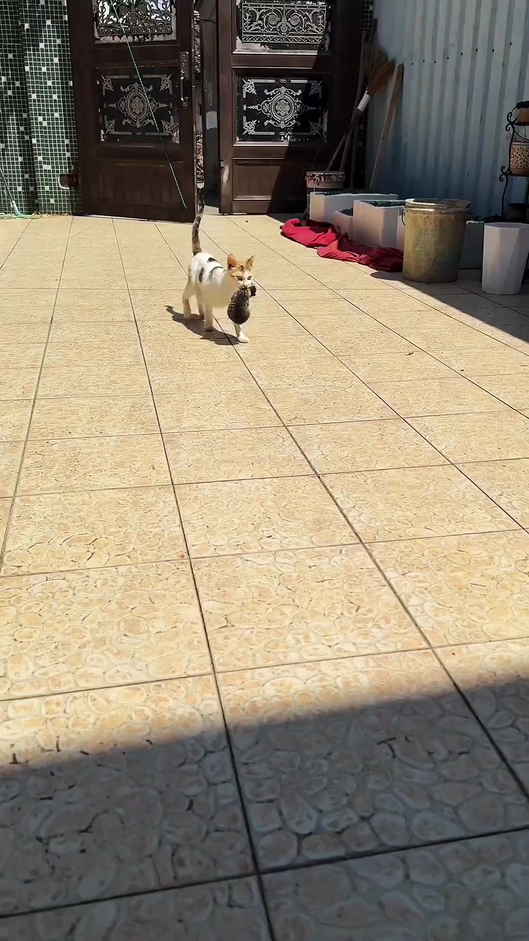 @寵物批發零售(一手批發,零售)
