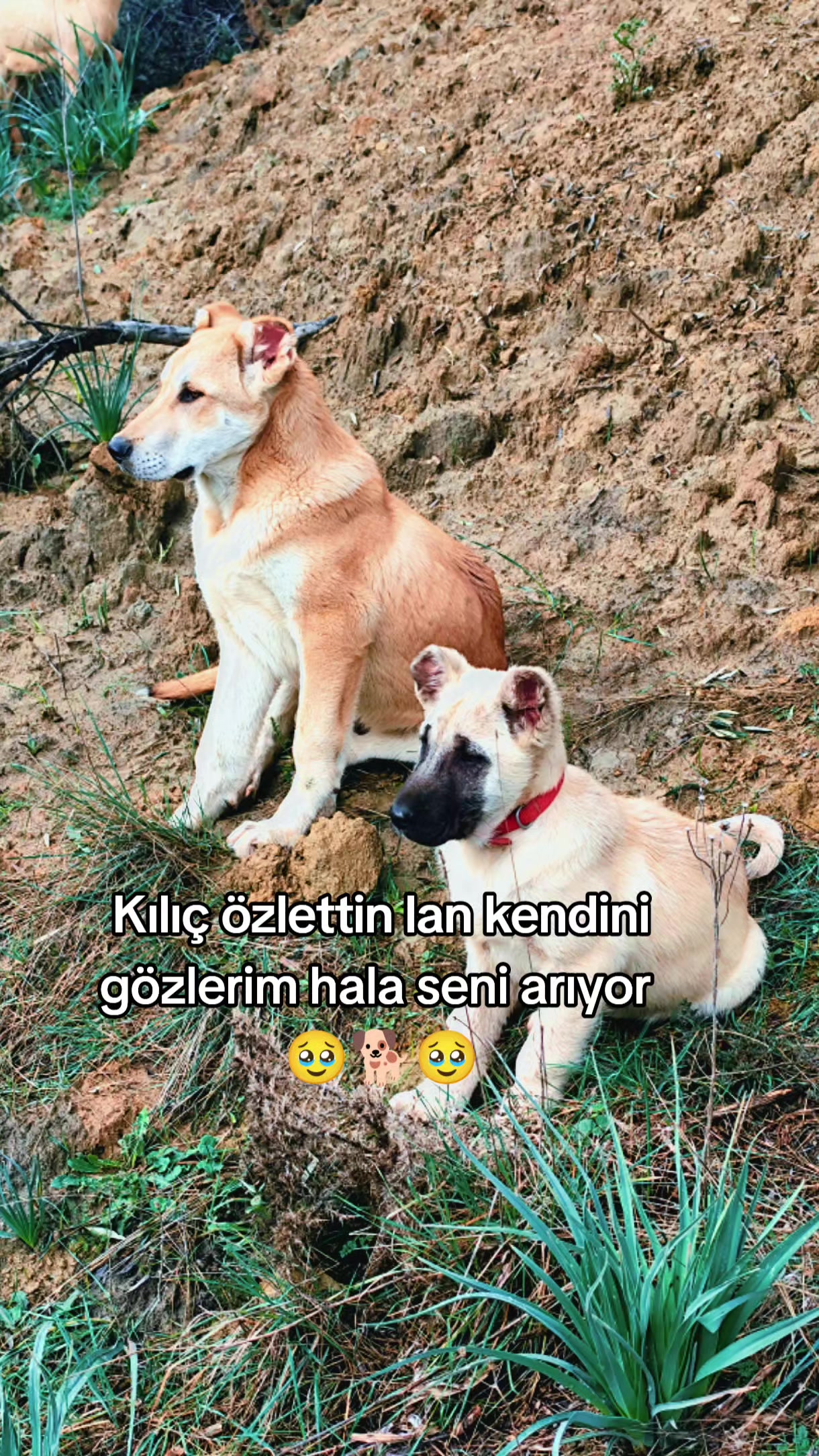 @PİSKO👉TOMBİK{45}