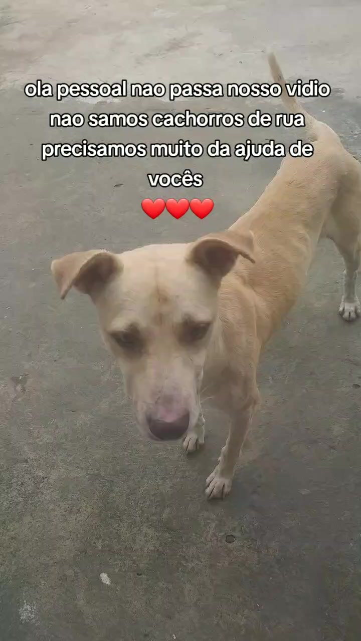 @Cãozinhoabandonado