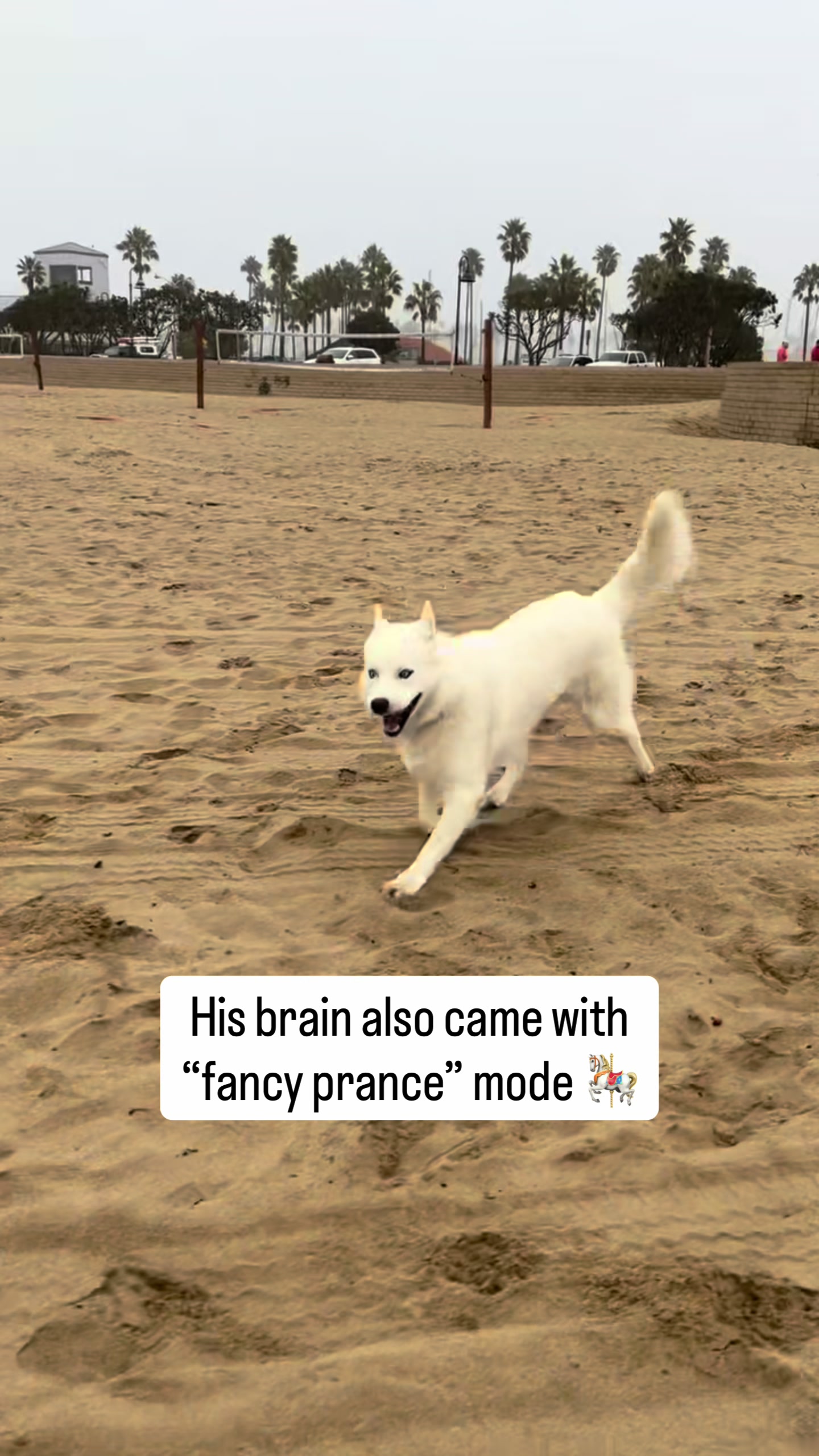 @Fenix ‘Happy Dog’ Lumiere
