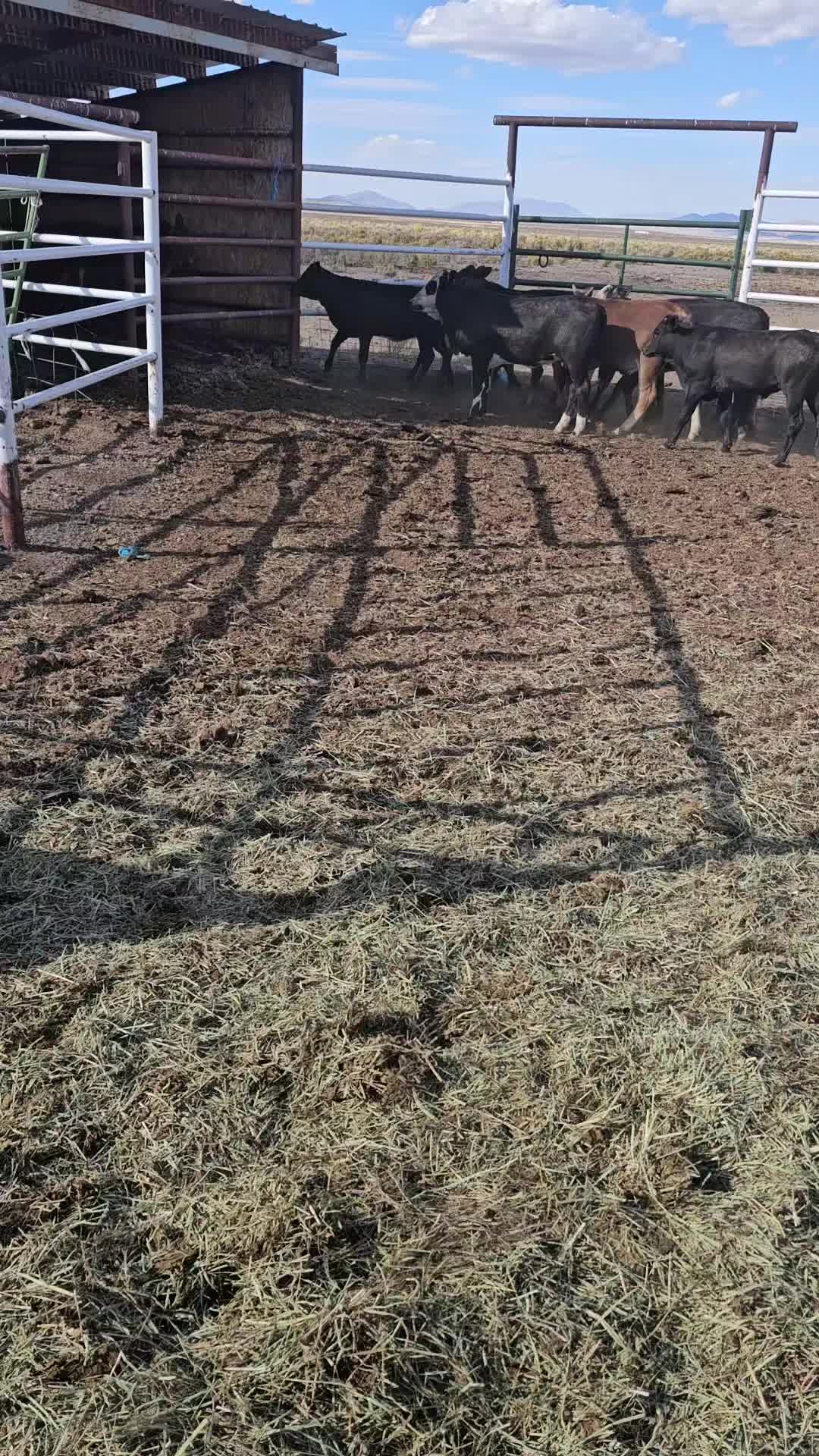 @B&G Bucking Bulls