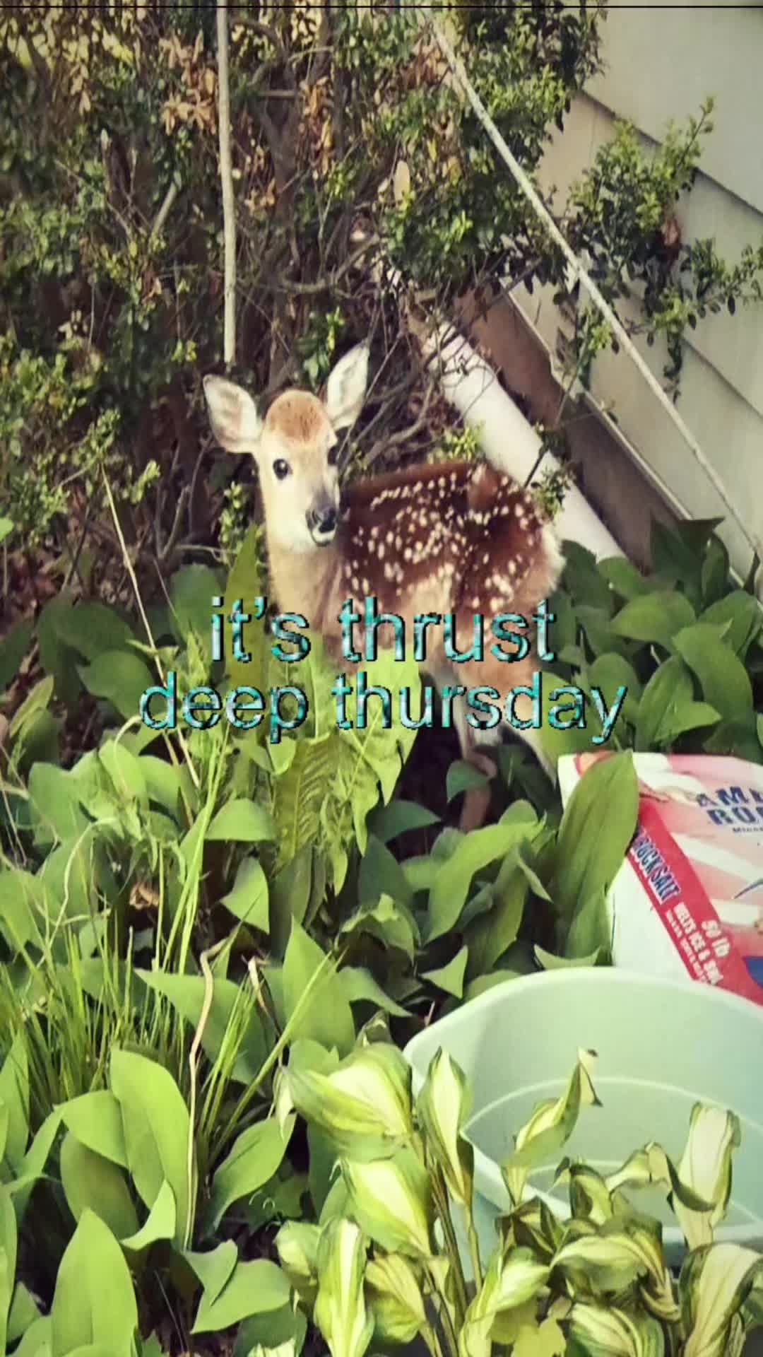 @livinlikedis