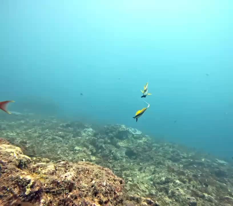 @Papamanyota dive centre kenya