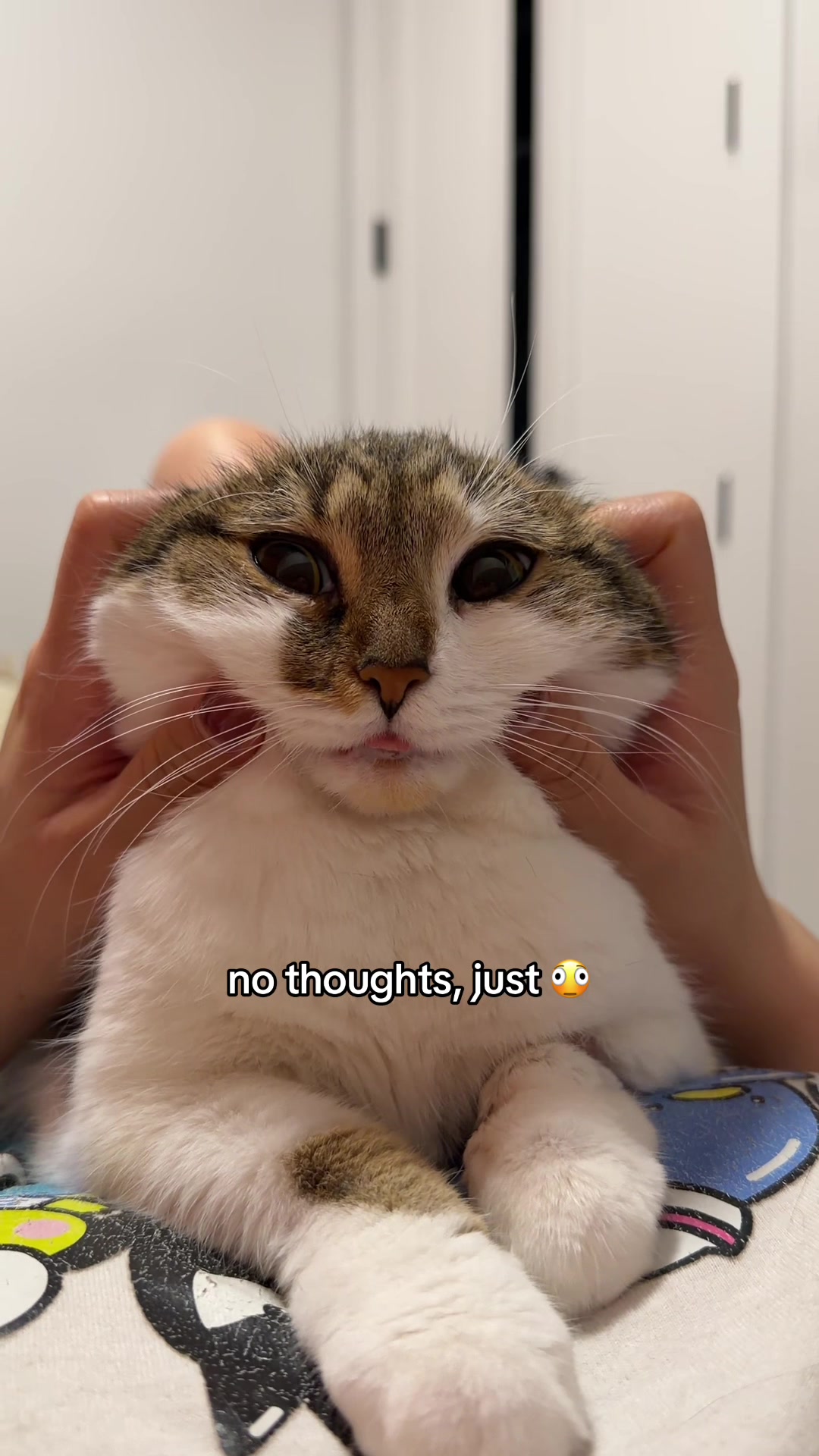 @Suki Purrs