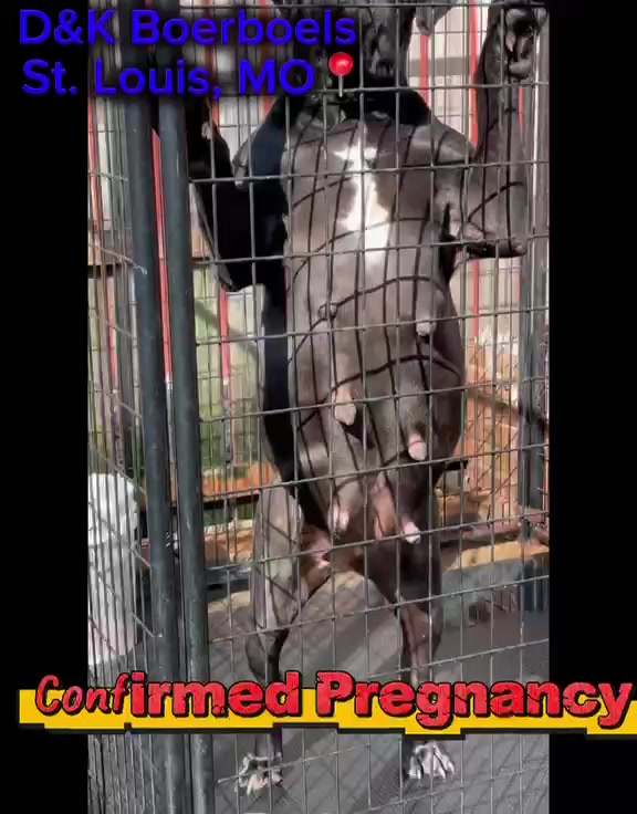 @D&K Boerboels
