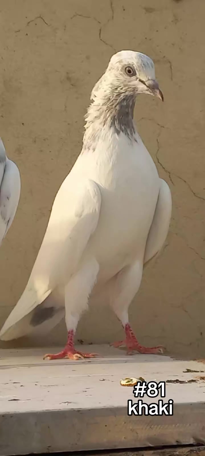 @Ranakasuripigeon