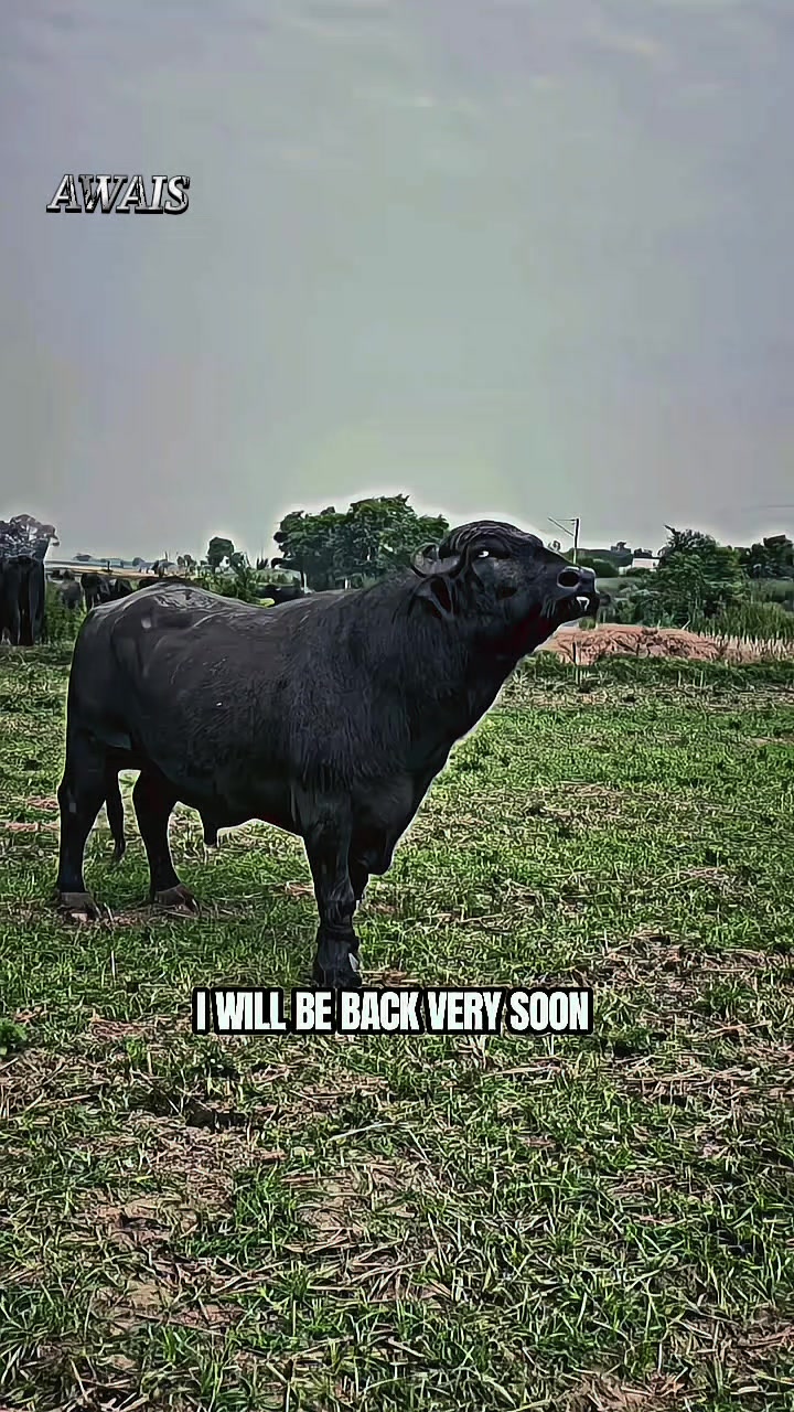 @♛𝘼𝙒𝘼𝙄𝙎 𝟵𝟏𝟏♛