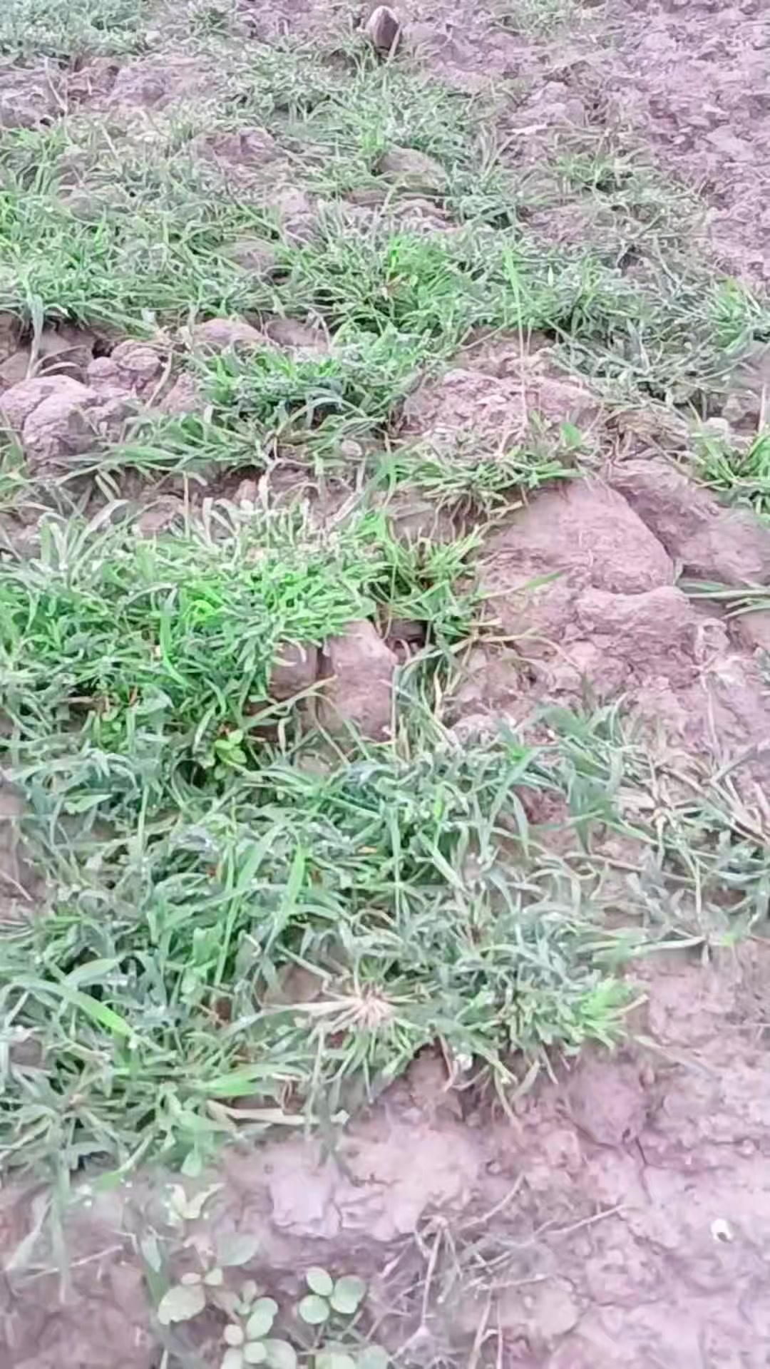@সুজন মিয়া