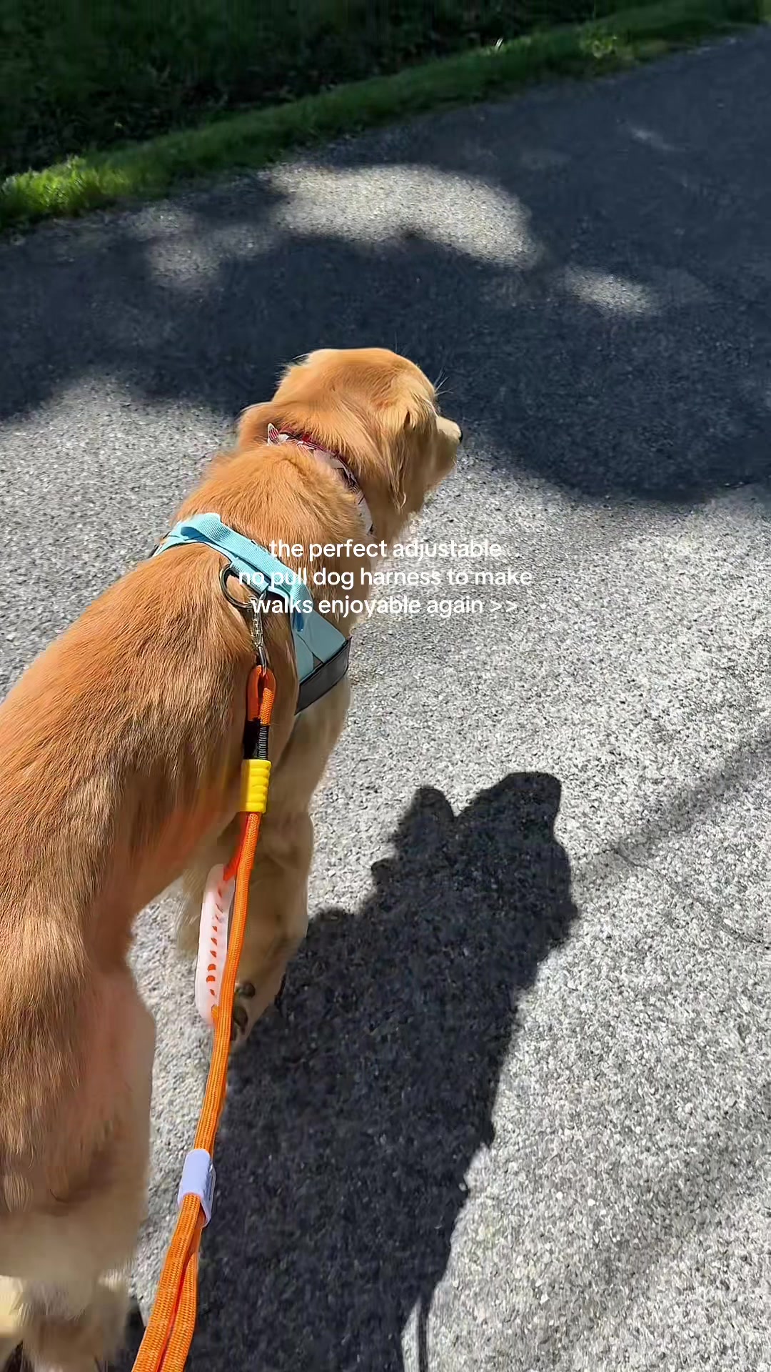 @Josi B🐕
