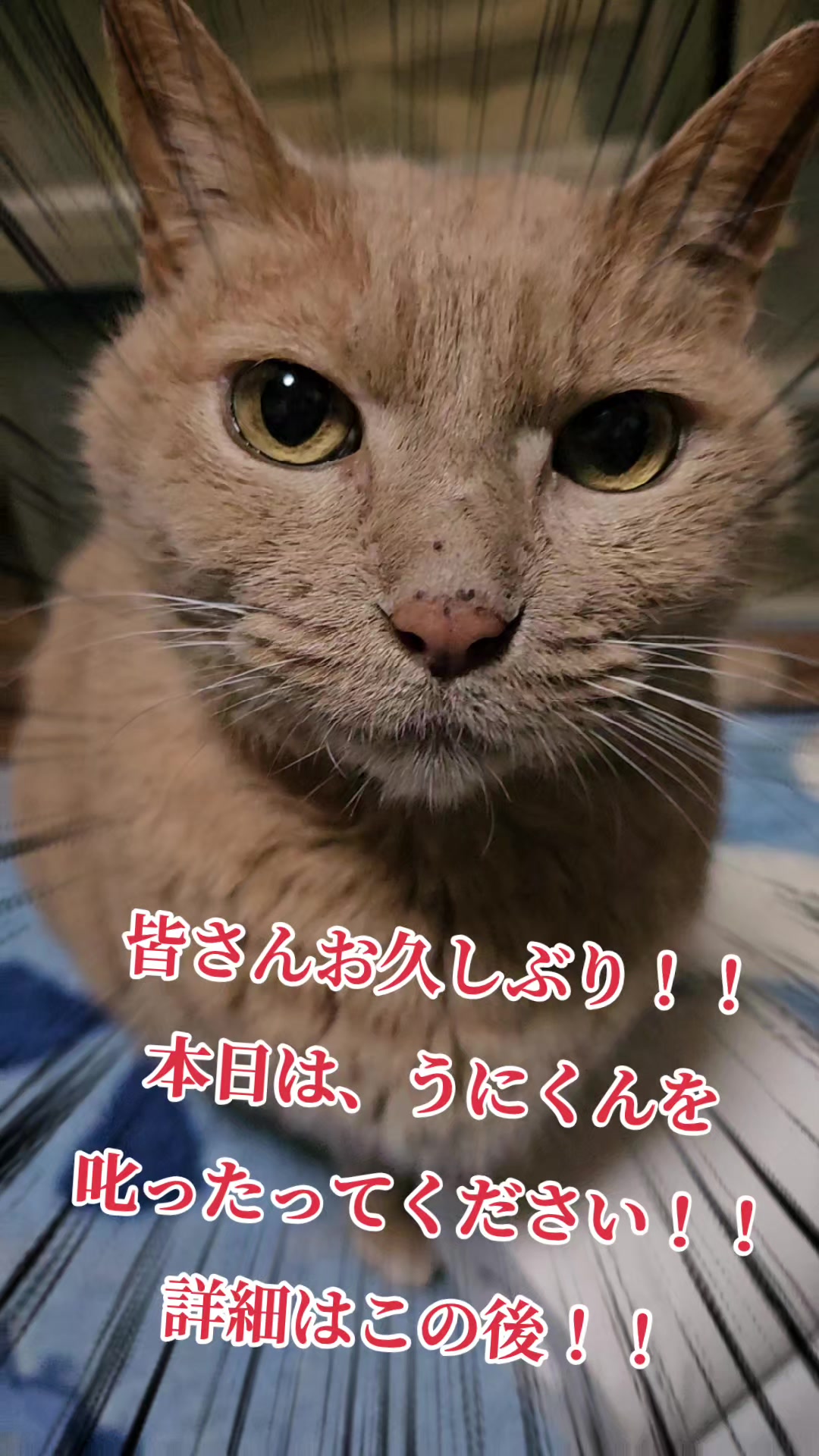 @黒猫の凱旋➿️