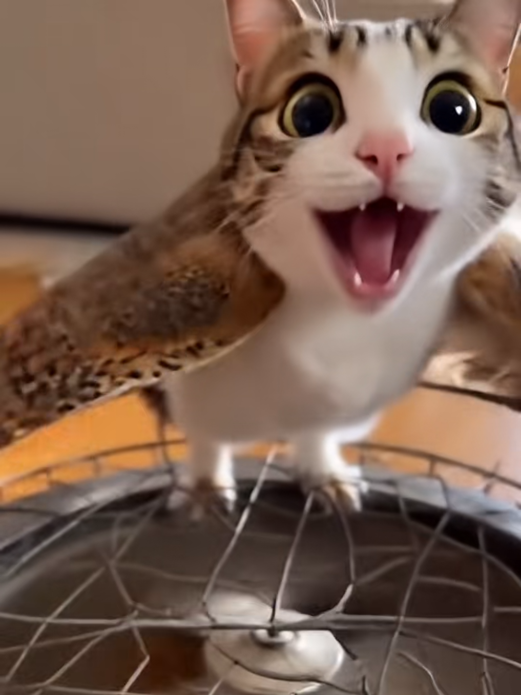 @TheRealMeowl