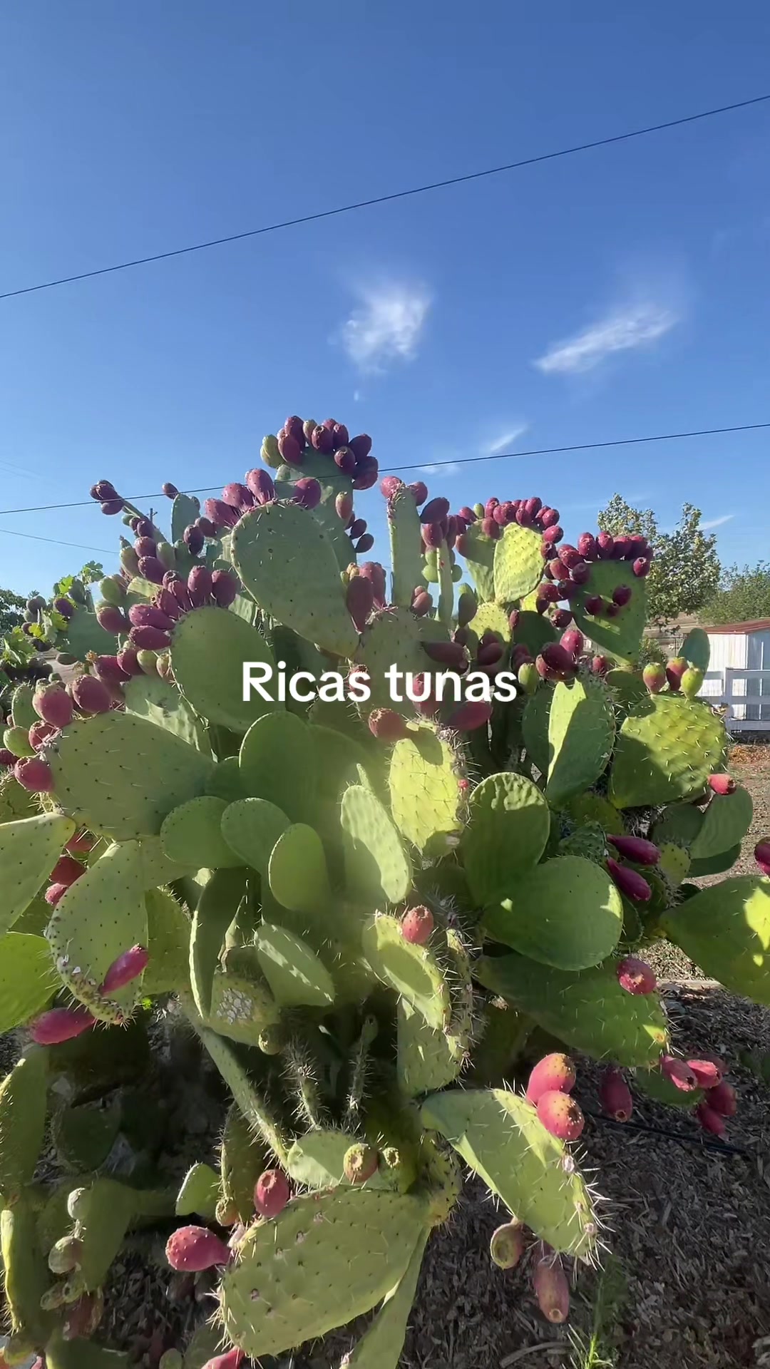 @gRuben tapia