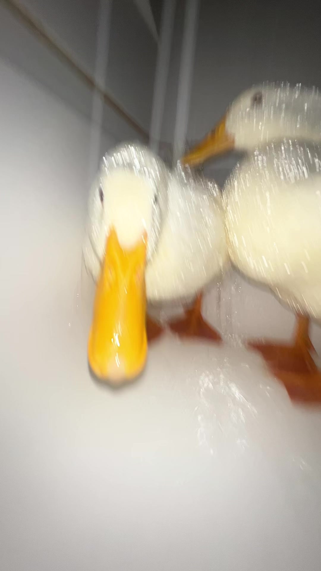 @quakduo