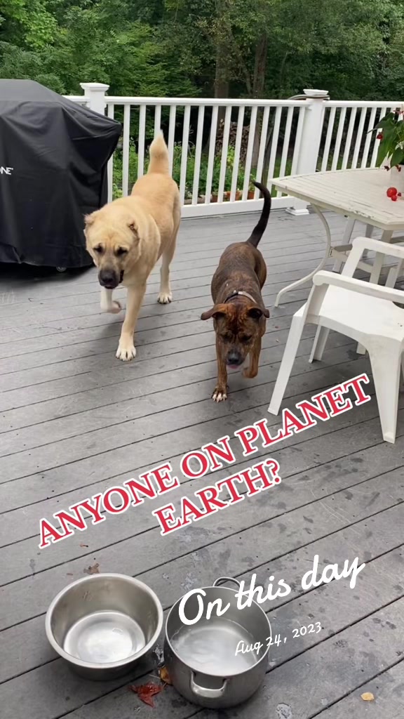 @Ultimate Puppies