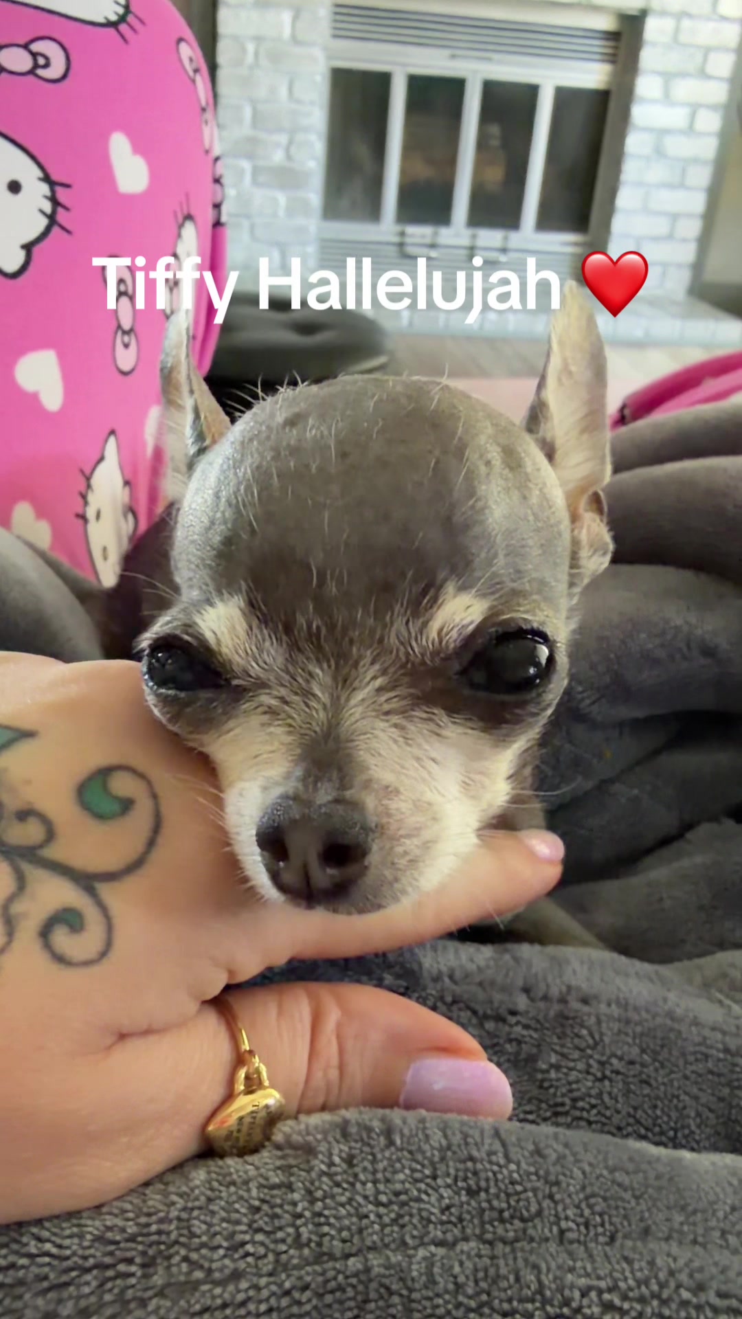 @Tinytiffytheteacupchihuahua