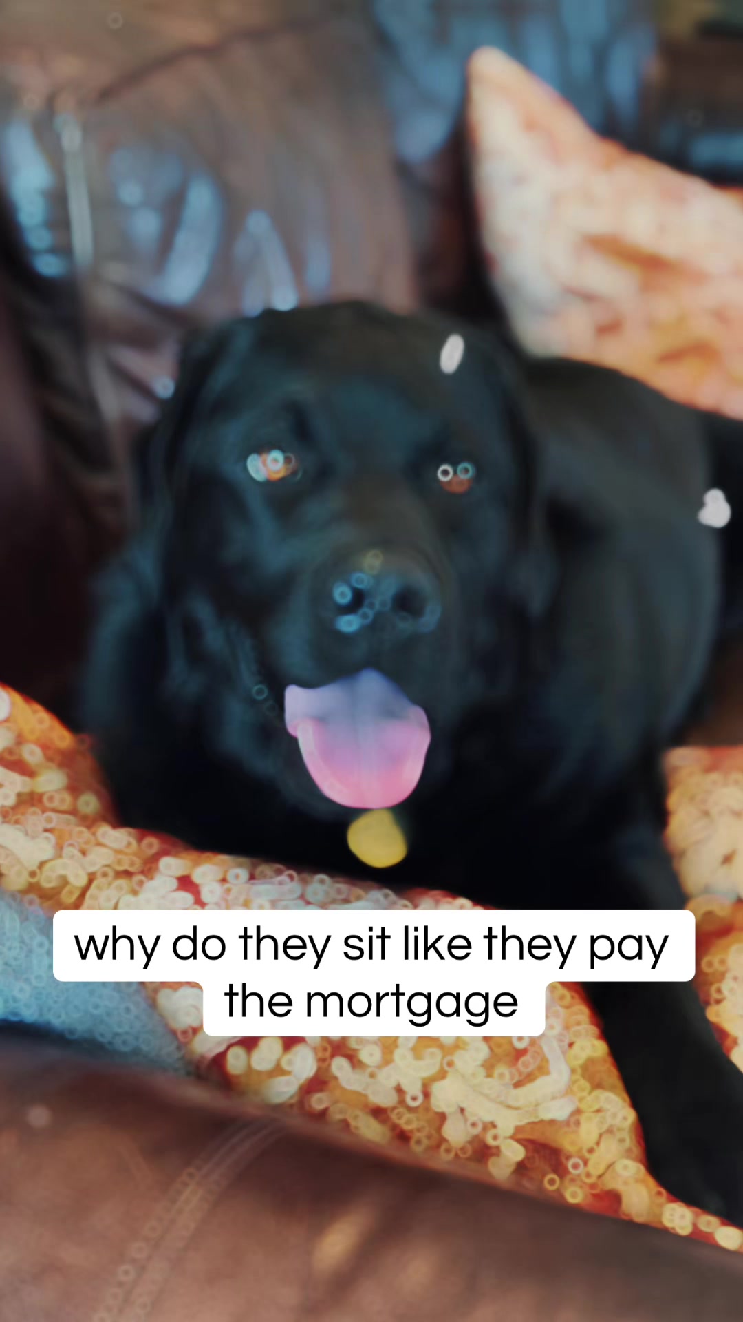 @Bentley and Buster Boo๐พ