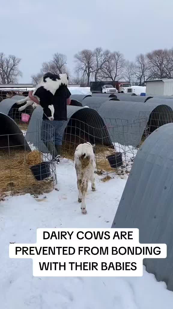 @veganssave