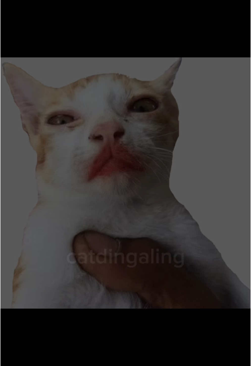 @catdingaling