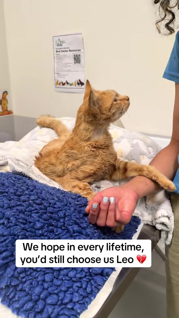 @safepawsau
