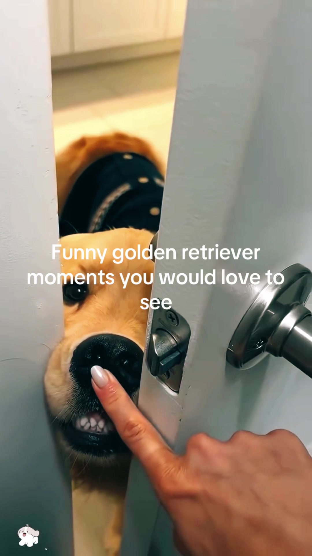 @dogalerthub