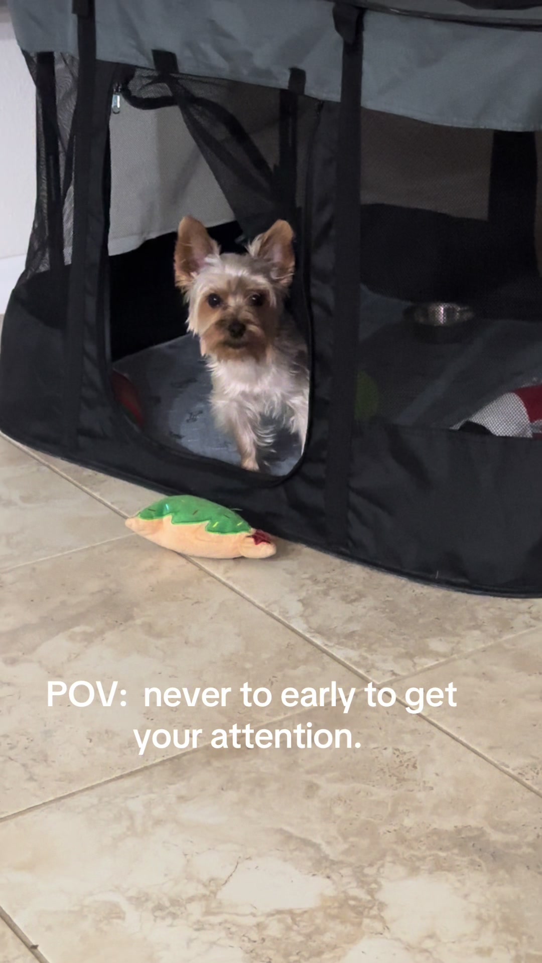 @Penny the Yorkie