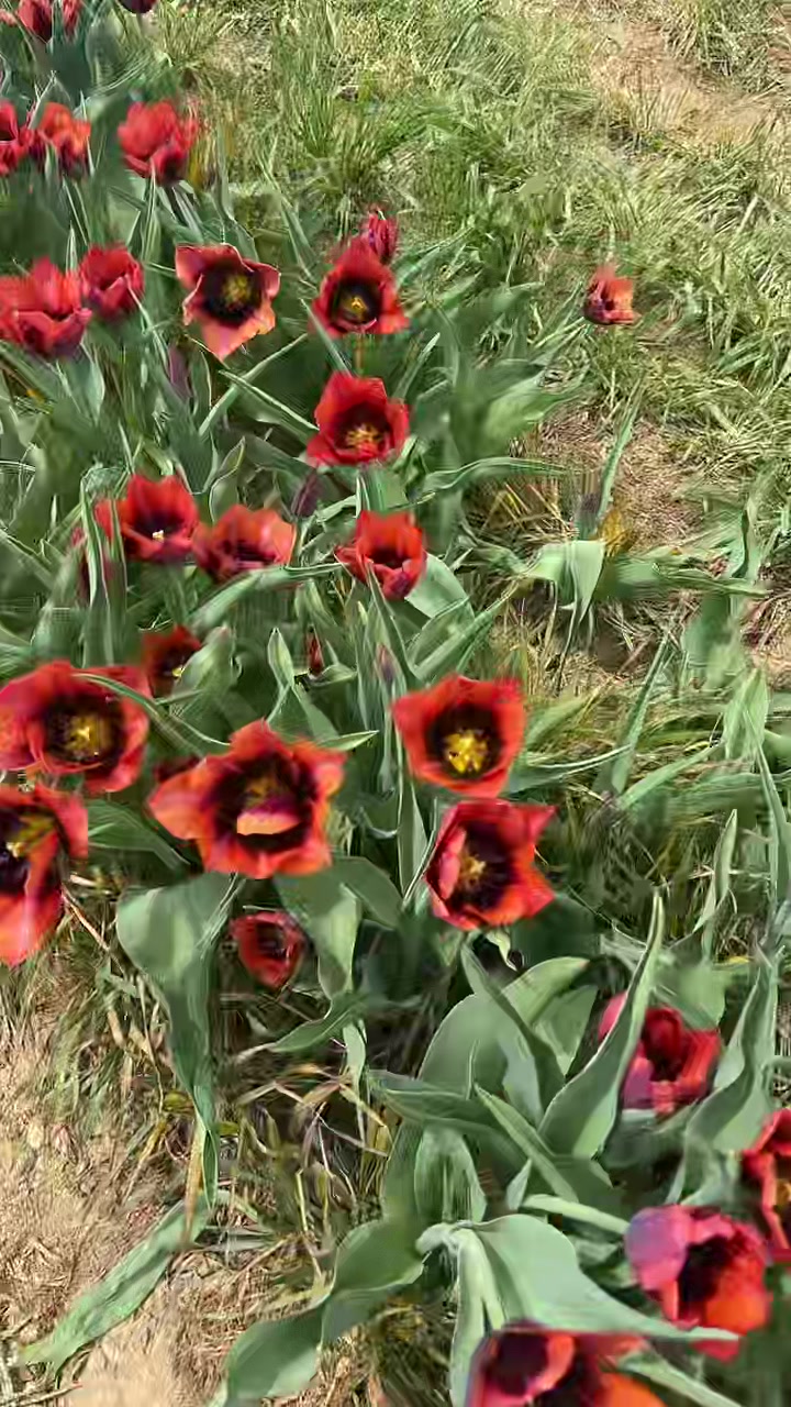 @Igottwomodes