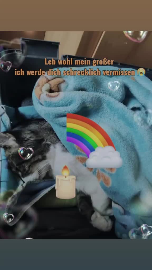 @❉্᭄͜͡❀&fnof;яⓐиẕ&igrave;❀❉্᭄͜͡