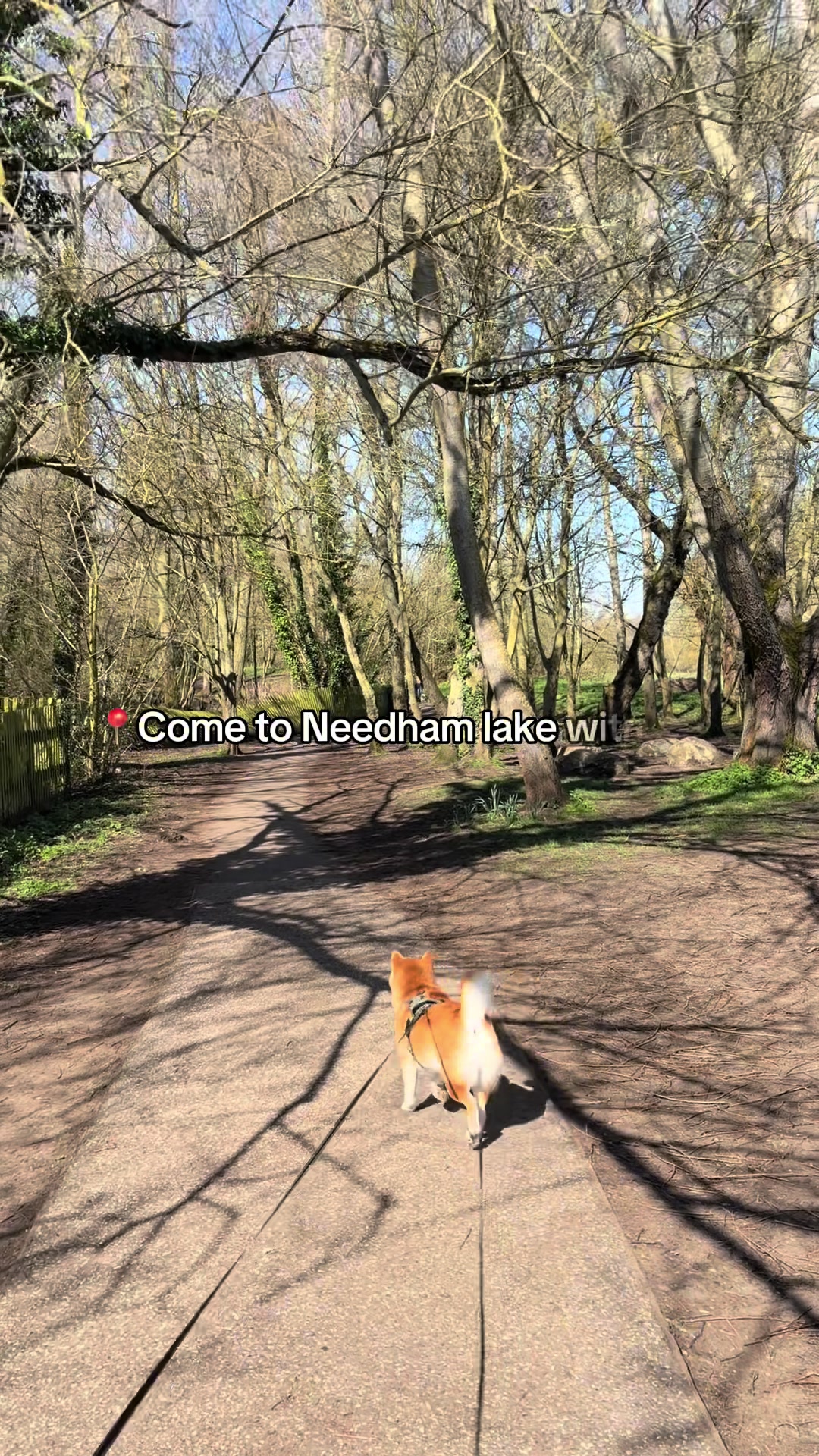 @Kenzo the Shiba