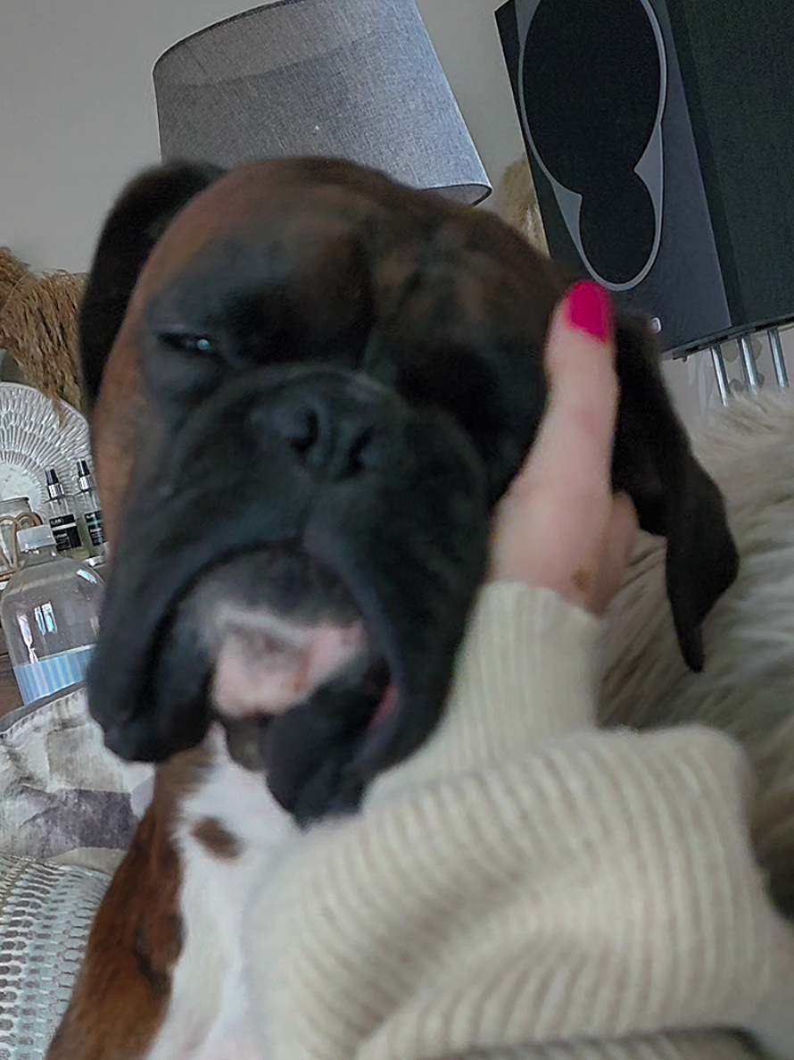 @Clive The Boxer Dog