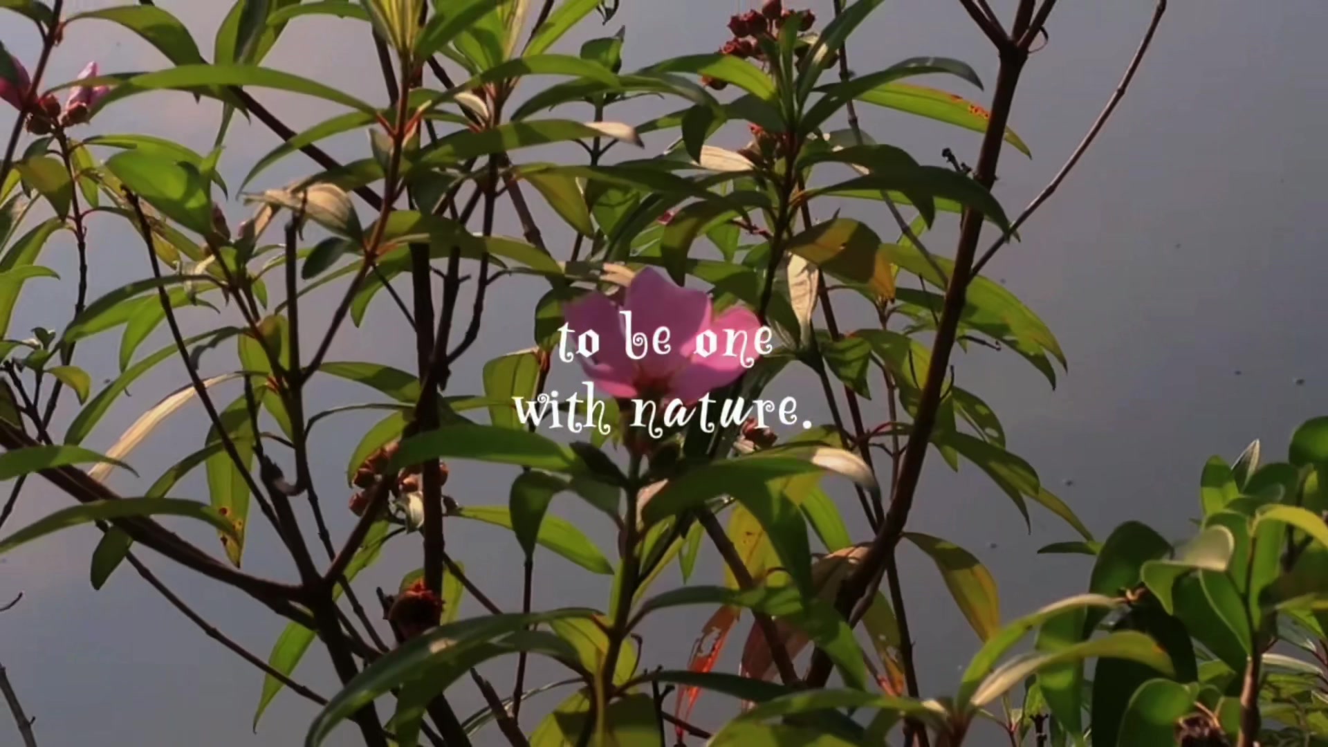 @⋆.˚🐞𖦹⊹₊ ⋆