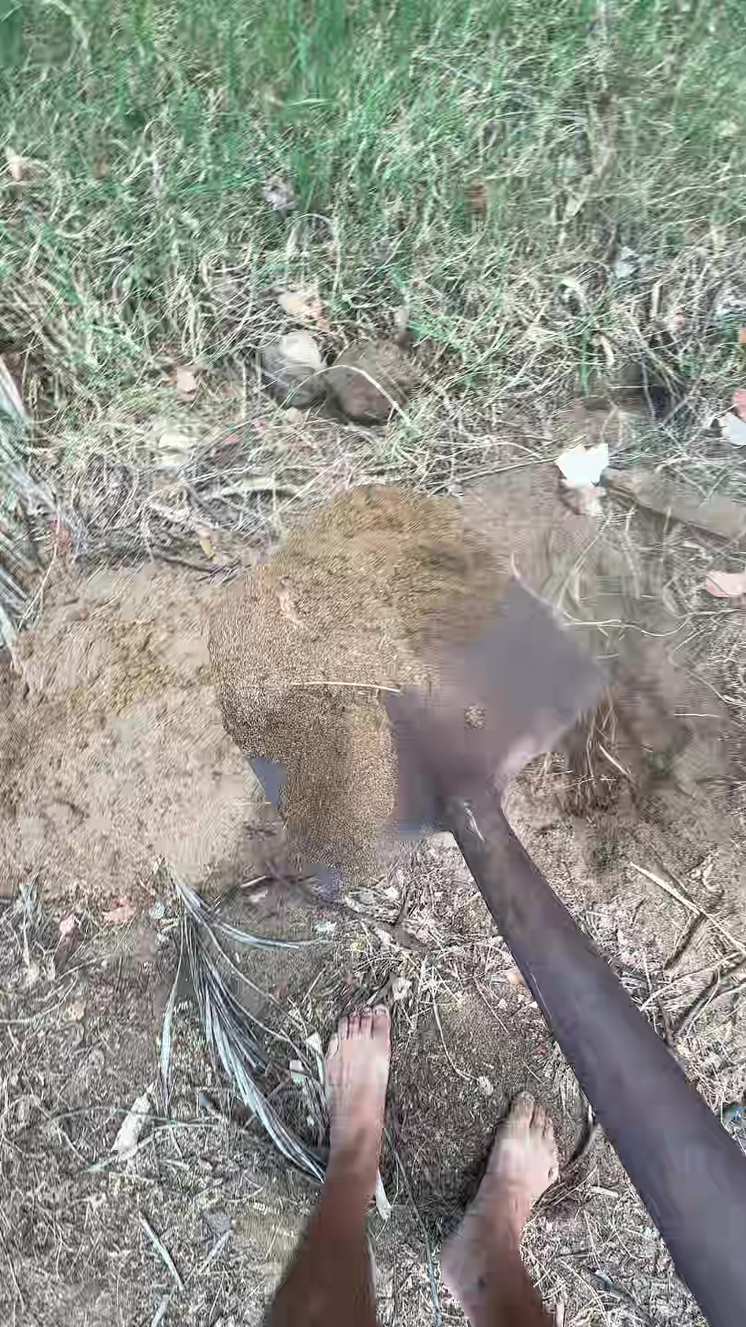 @Hawai’i loa kūlike kākou