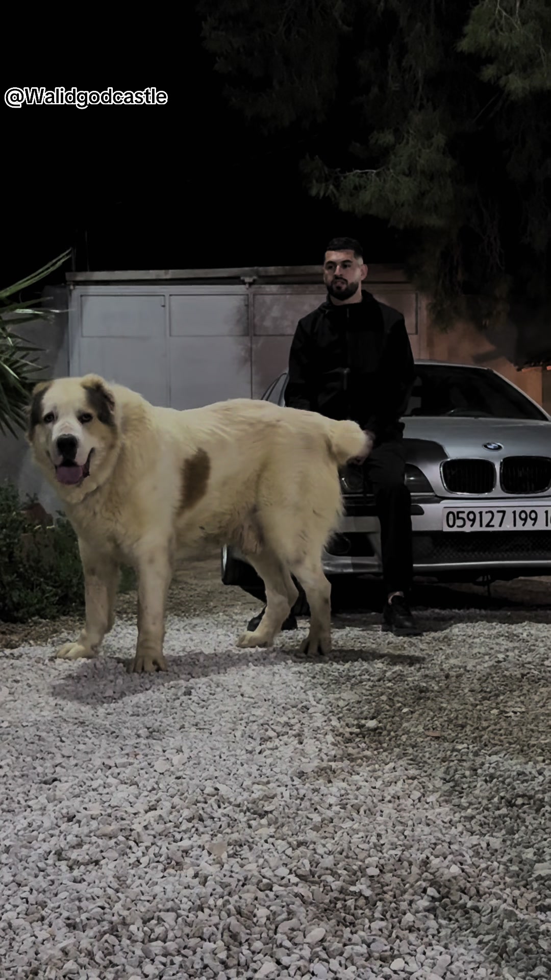 @Marwan Rottweiler-ke