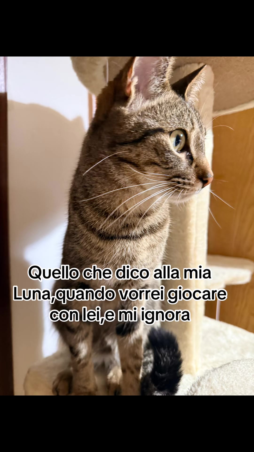 @Lallaspank