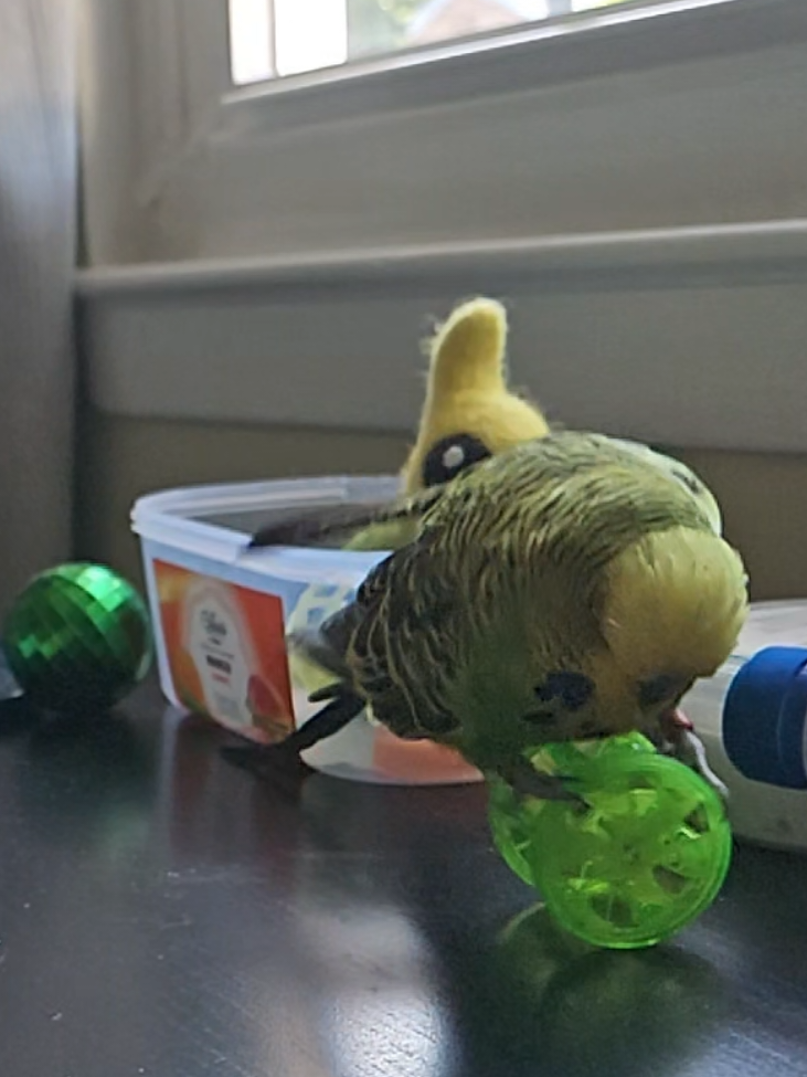@Run Slow-Mo Charlie🦜