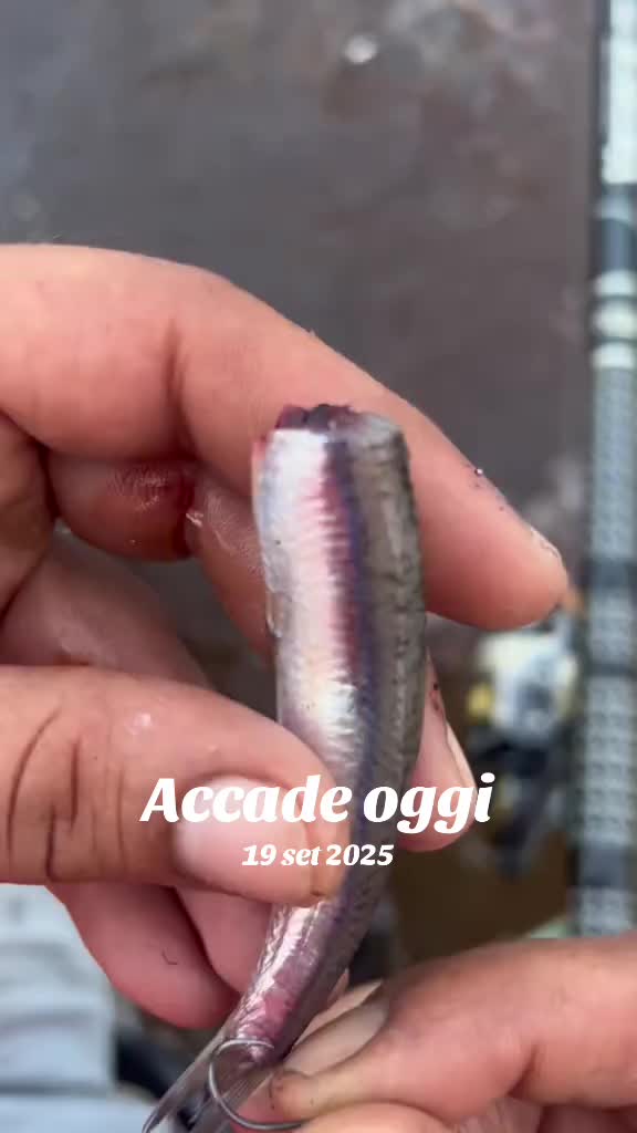 @Luca Meola