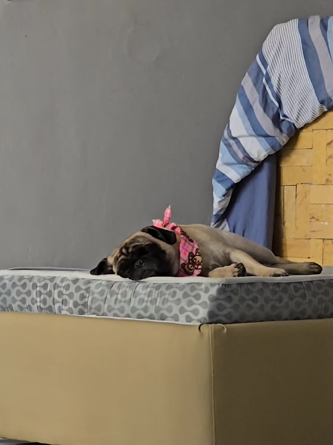 @Lizzylapug🐶🌸