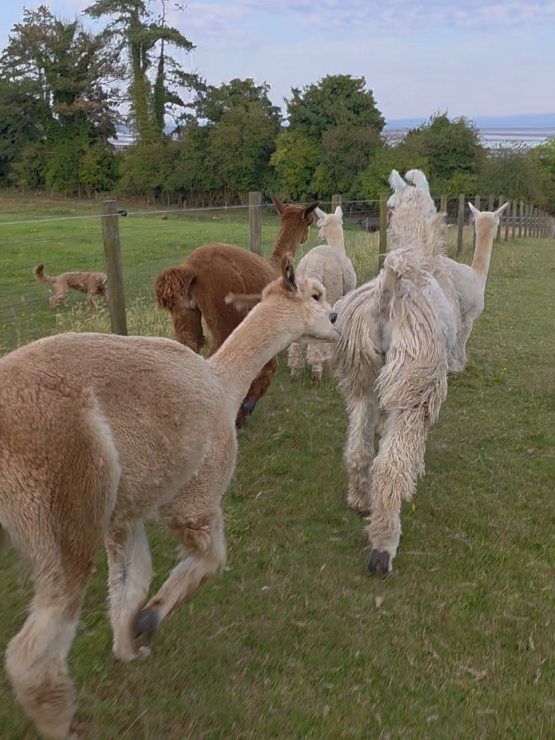 @Bardsea Alpacas and Llamas