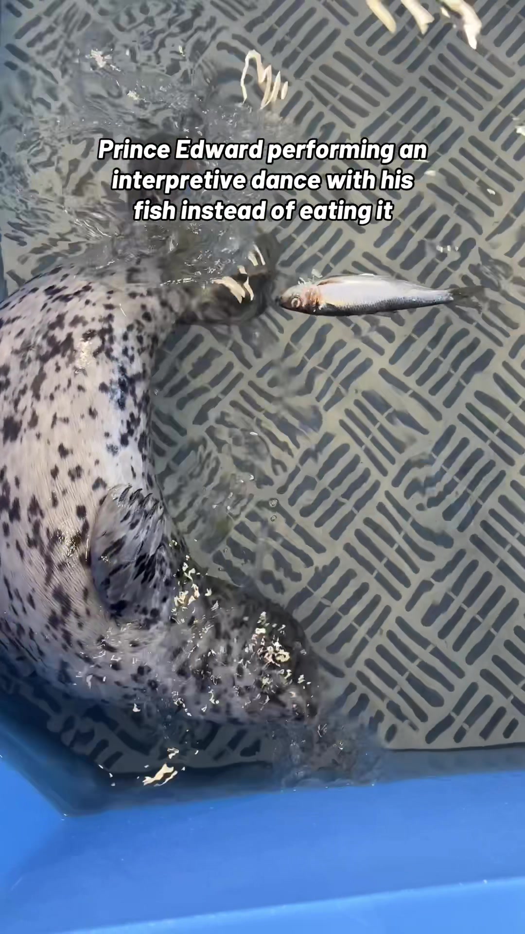 @Marine Mammal Rescue Society