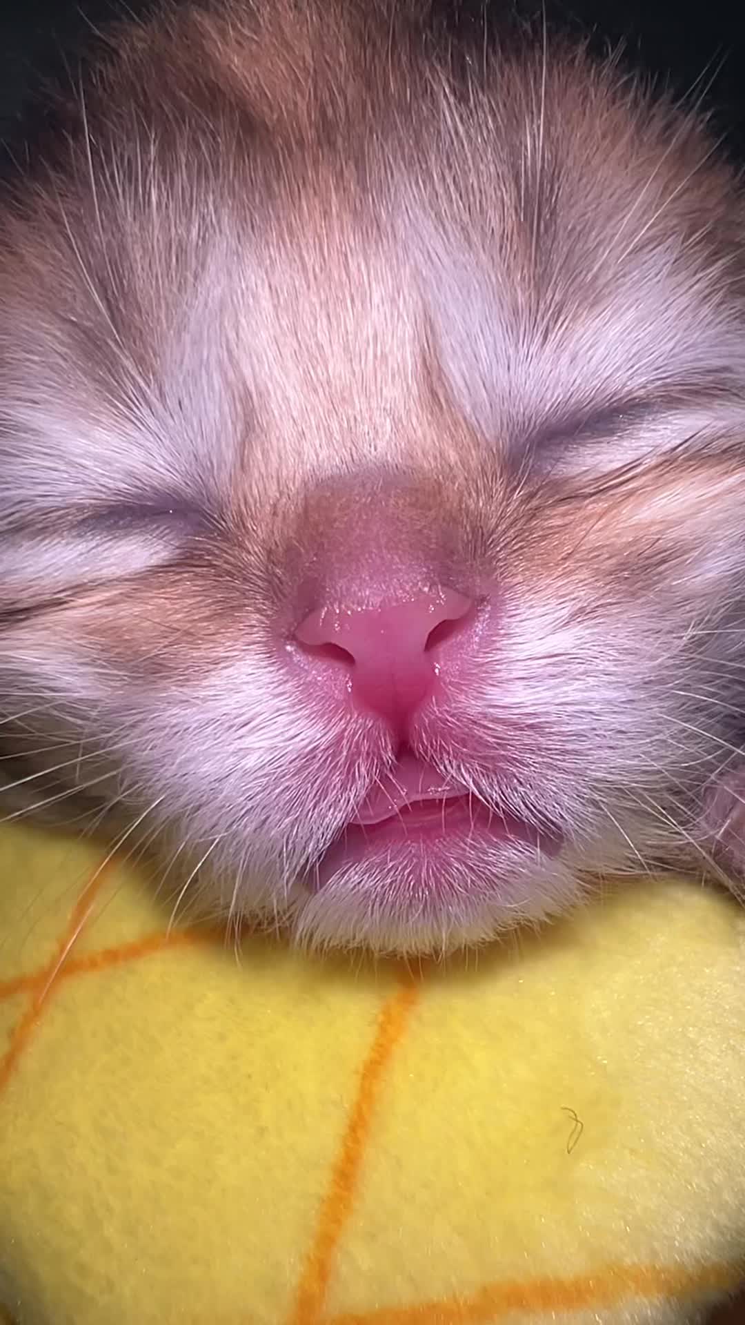 @Soothing Cats😻