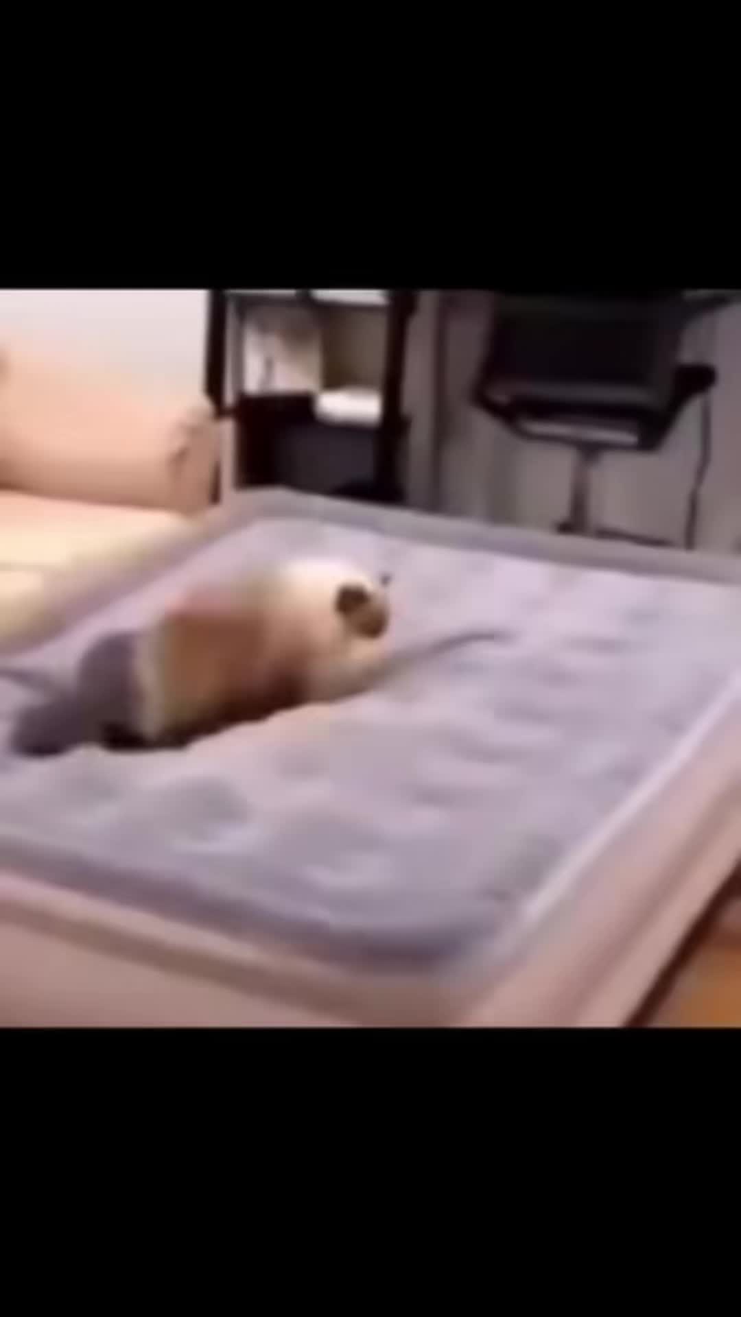 @Shad0wSne4k
