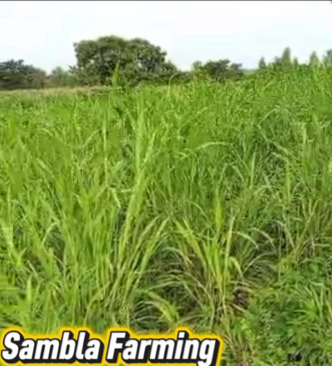 @Sambla Farming
