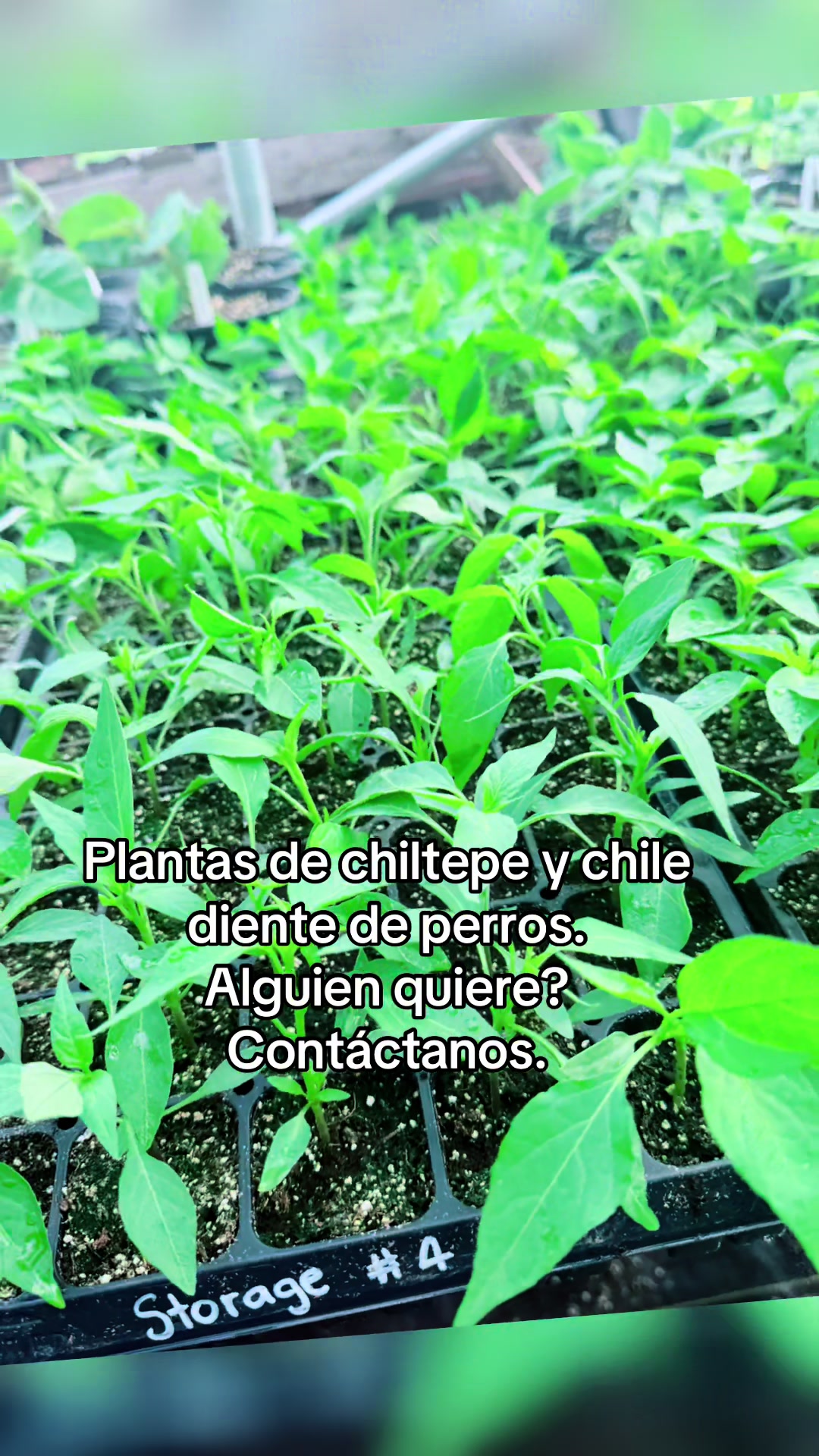 @mariasolis