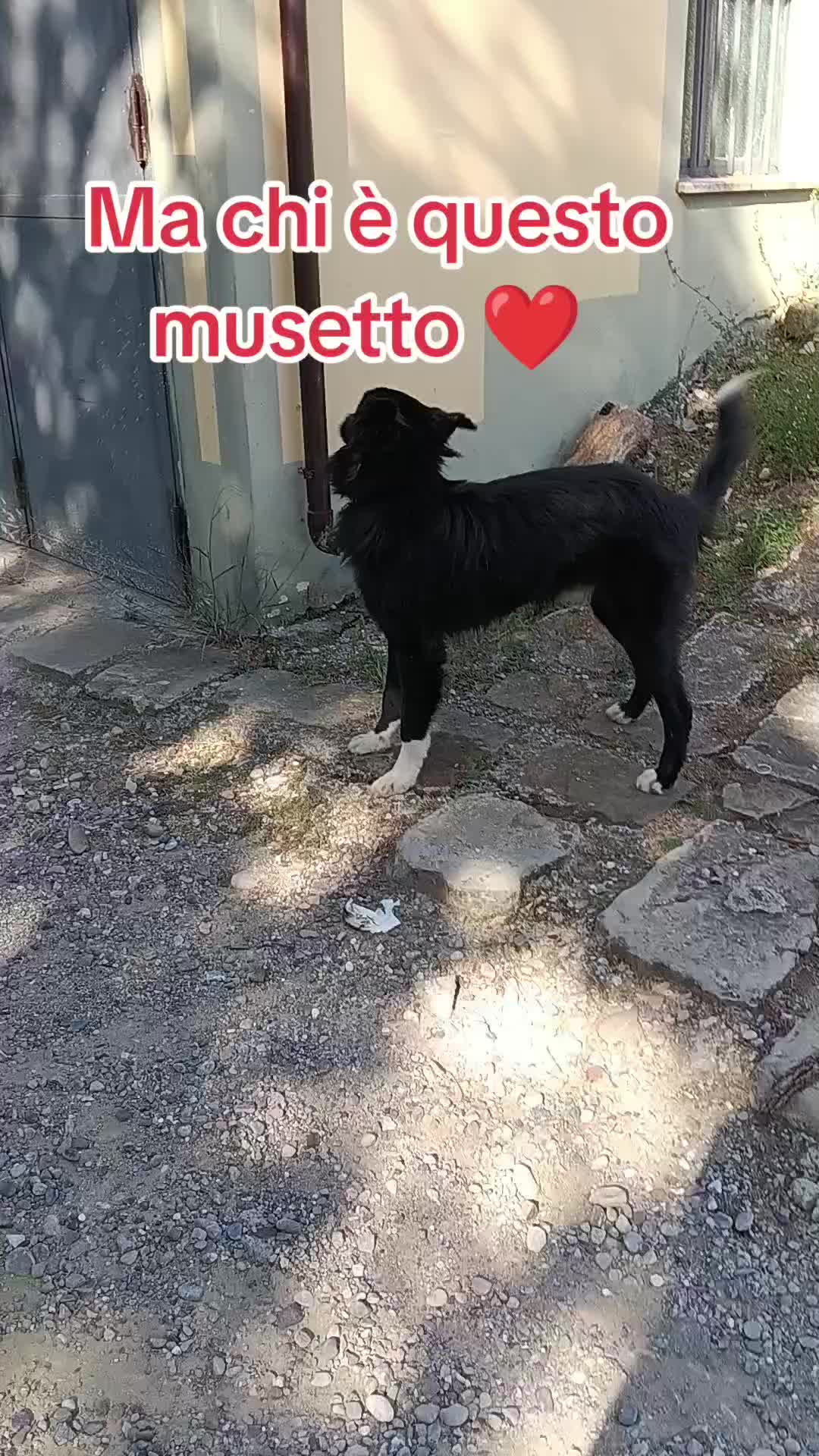 @angelo.cirig0