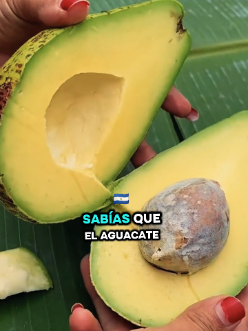@Cerebrito