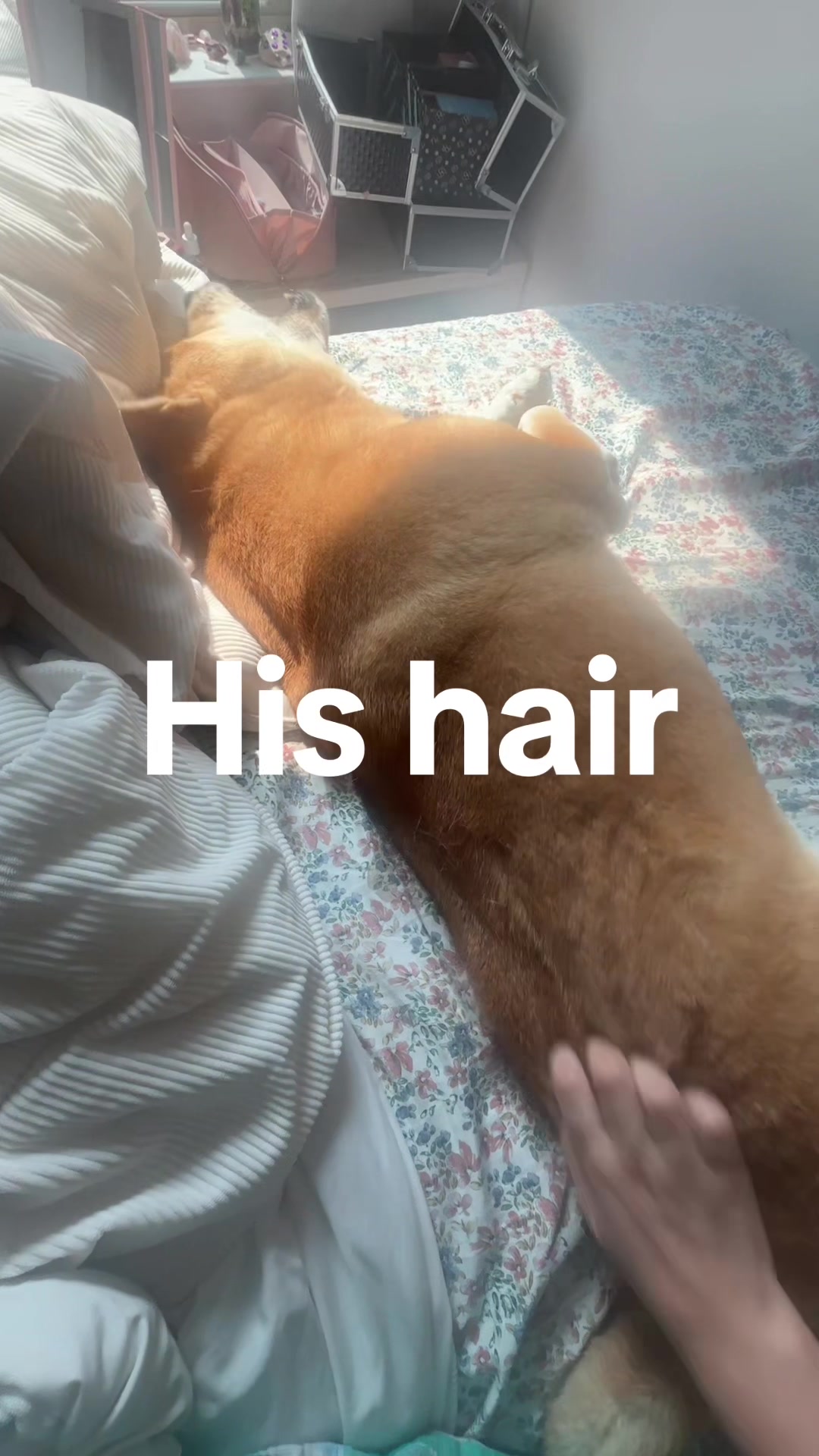 @Firepuppy