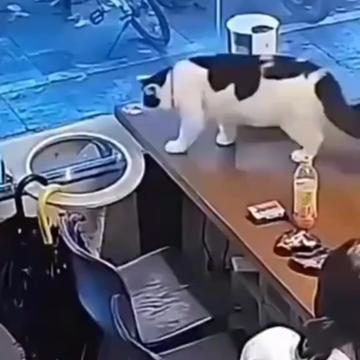 @Funny Videoss