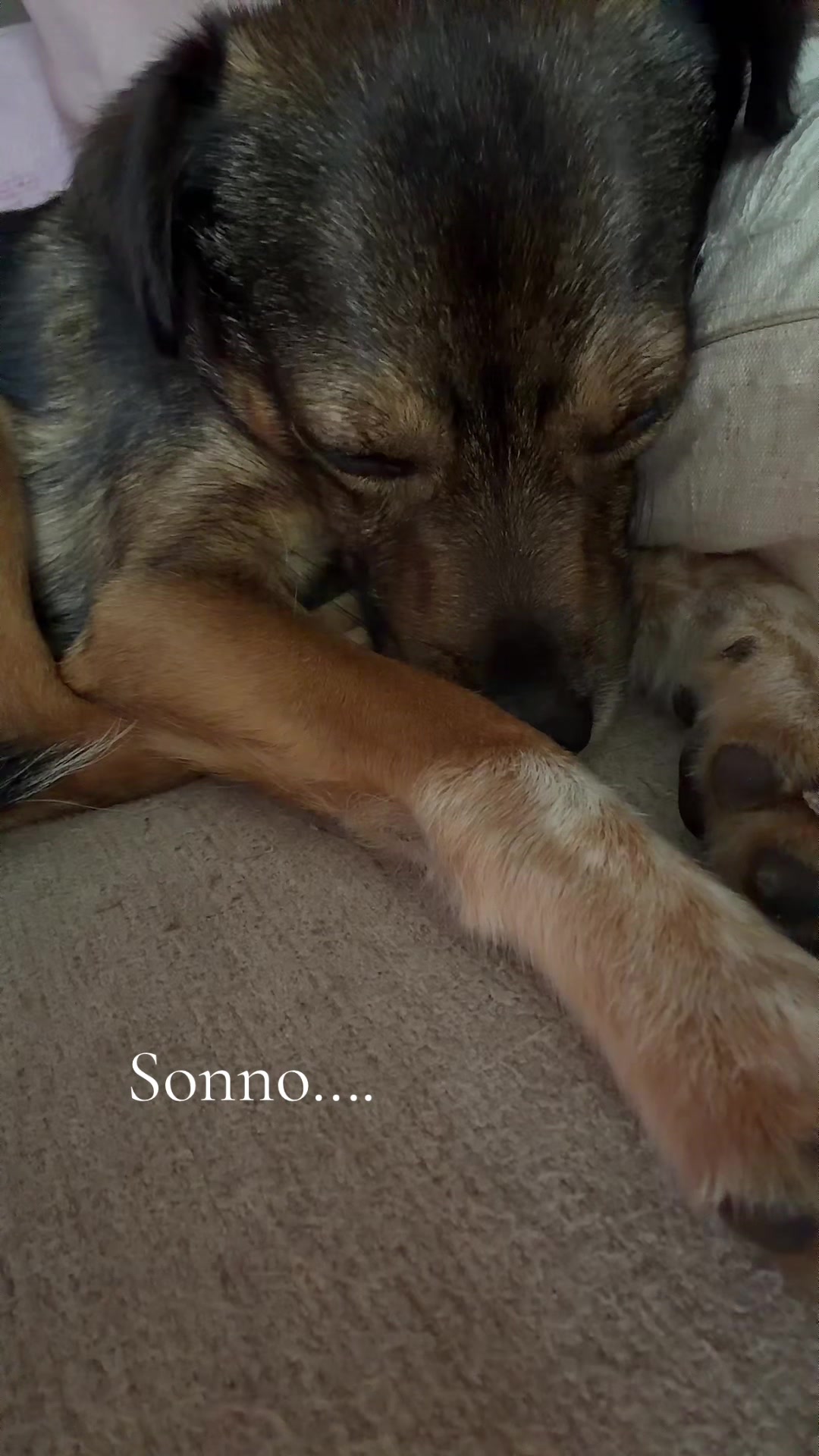 @il mondo_di_Roy