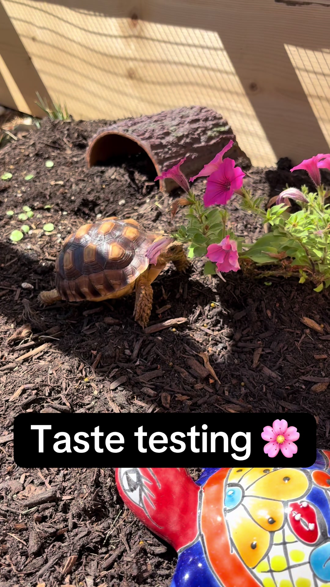 @Fajita 🐢